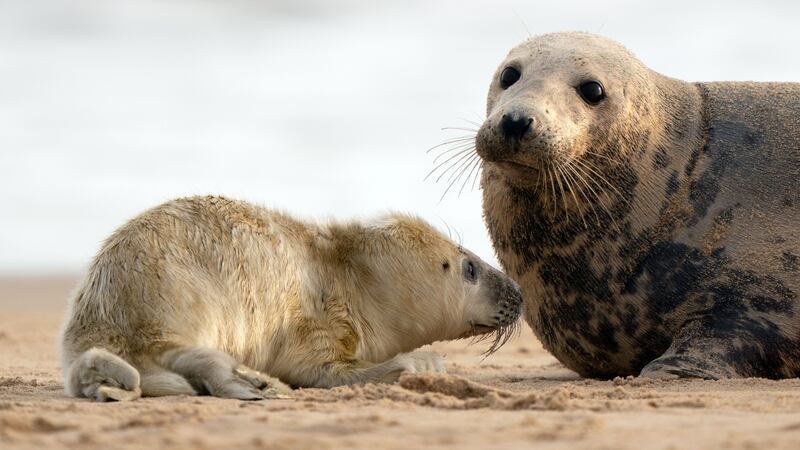 Seals have been born on Horsey Beach in Norfolk, marking the beginning of pupping season.