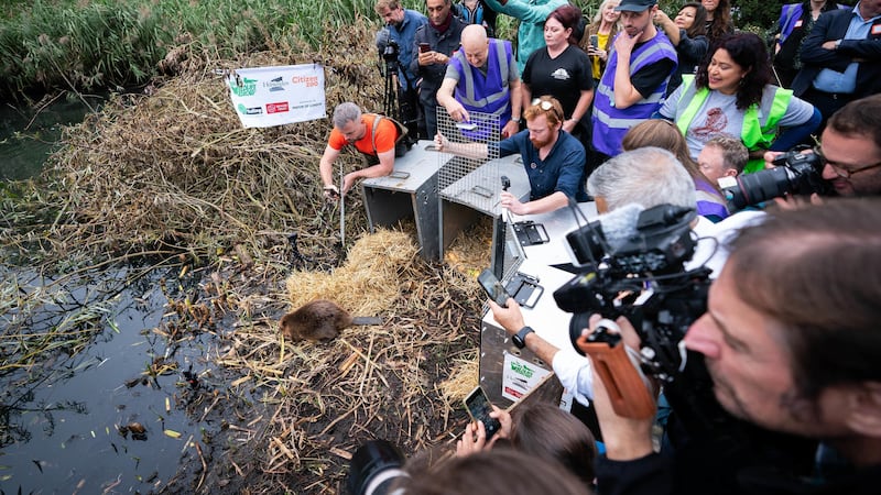 Mayor of London Sadiq Khan helps release a family of beavers at Paradise Fields in Ealing (PA)