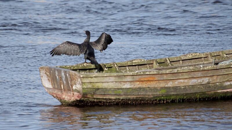 A cormorant (Phalacrocorax carbo) dries its wings on the Dublin coast 