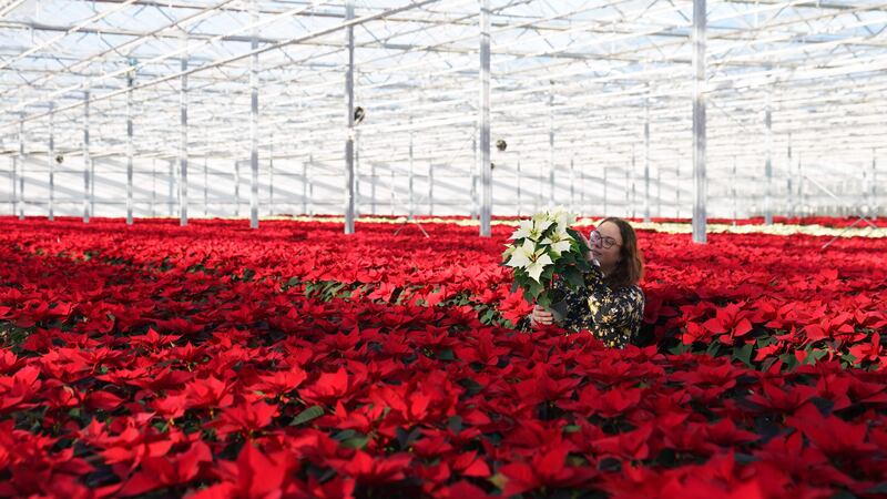 Monika Dratwicka inspects a new white ‘Alaska’ poinsettia in a sea of traditional red plants at Bridge Farm Group in Spalding, Lincolnshire (Joe Giddens/ PA)