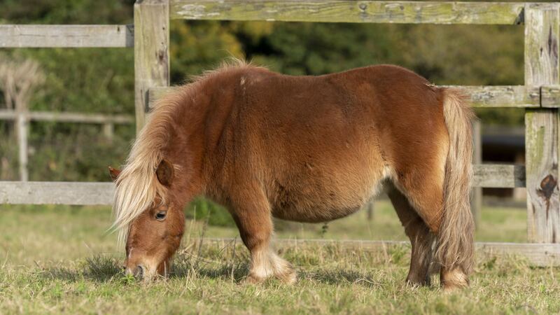 Tink the Shetland pony was found by an RSPCA inspector when she was stuck in a pool of deep mud.