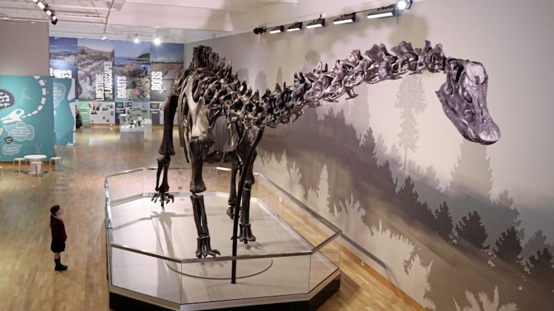 Dippy the Dinosaur has arrived at the Ulster Museum in Belfast. Picture by Darren Kidd, Press Eye 