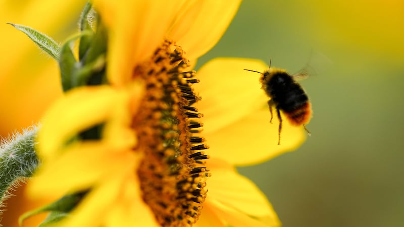 Bumblebees prioritise getting maximum calories in the shortest time, research has found (Jacob King/PA)