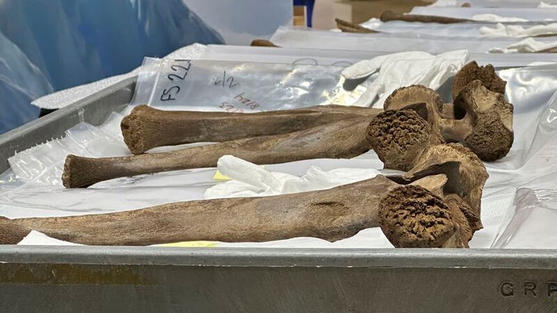 Mastodon bones are displayed at the Grand Rapids Public Museum (AP Photo/Mike Householder)
