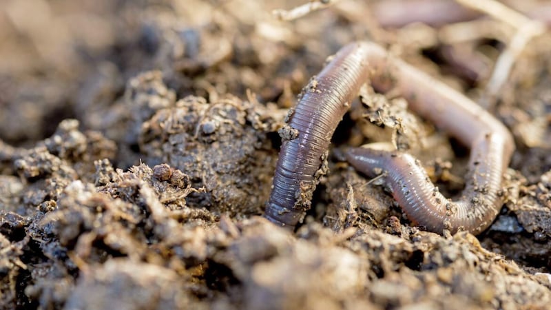 Recent research has shown that populations of earthworms may have fallen by about a third in the past 25 years 