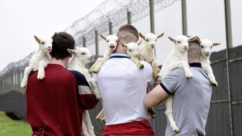 Students at Hydebank Wood College have helped to deliver kid goats. Picture by Michael Cooper 