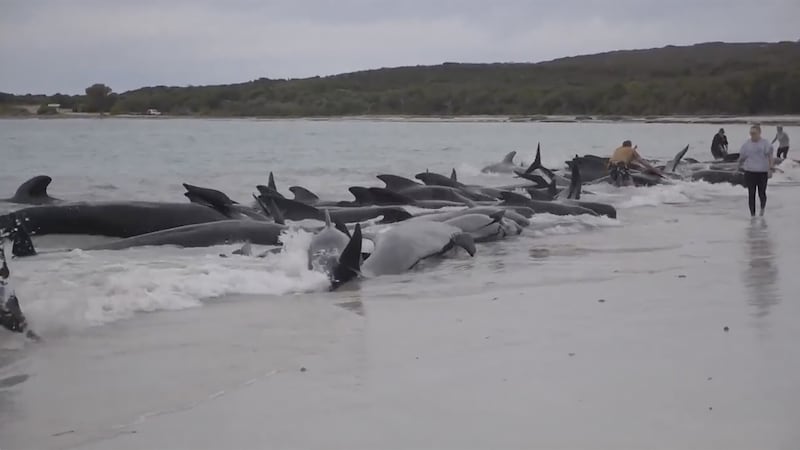 Nearly 100 pilot whales stranded themselves on Cheynes Beach in Western Australia on Tuesday, and about half had died by Wednesday morning, despite rescue efforts (Australian Broadcasting Corp. via AP)