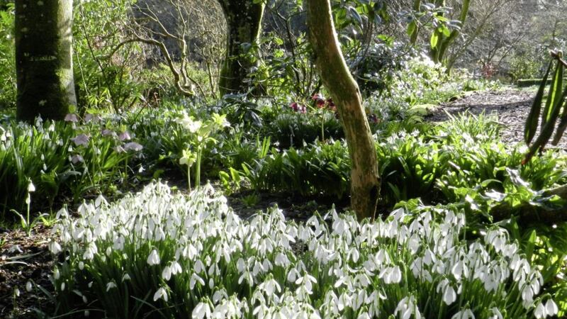 Visit Snowdrop Month in Co Carlow throughout February 