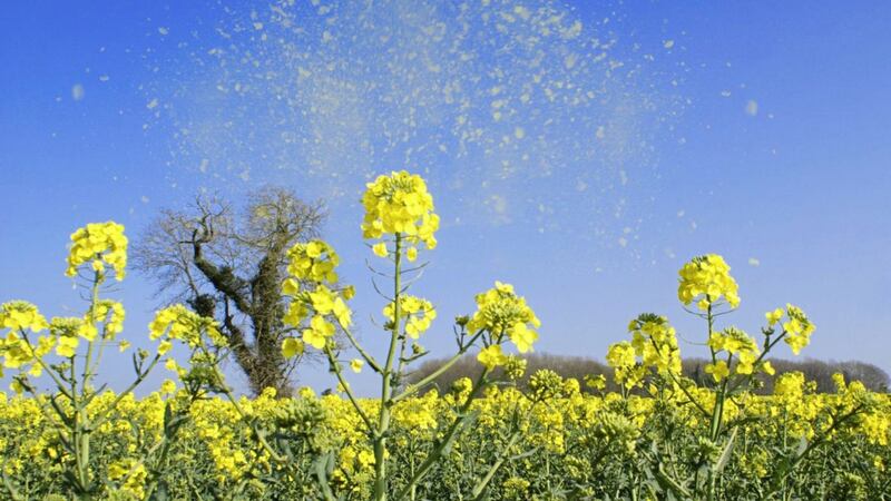 Hay fever is an allergic reaction to pollen or spores in the atmosphere 