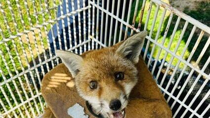 A fox cub rescued after having litter wrapped around its neck for three weeks (RSPCA)