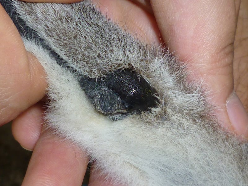 A close-up of a male lemur's wrist gland