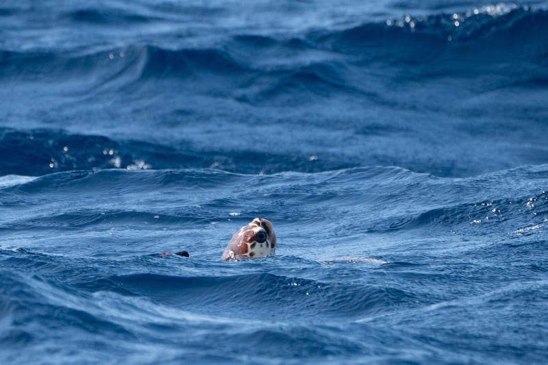 There are fears that sailing regattas could harm marine life, such as the loggerhead turtle .