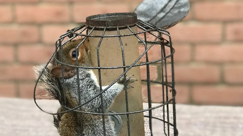 The greedy squirrel ate so much he could not escape from the feeder in a Hartlepool back garden, the RSPCA said.