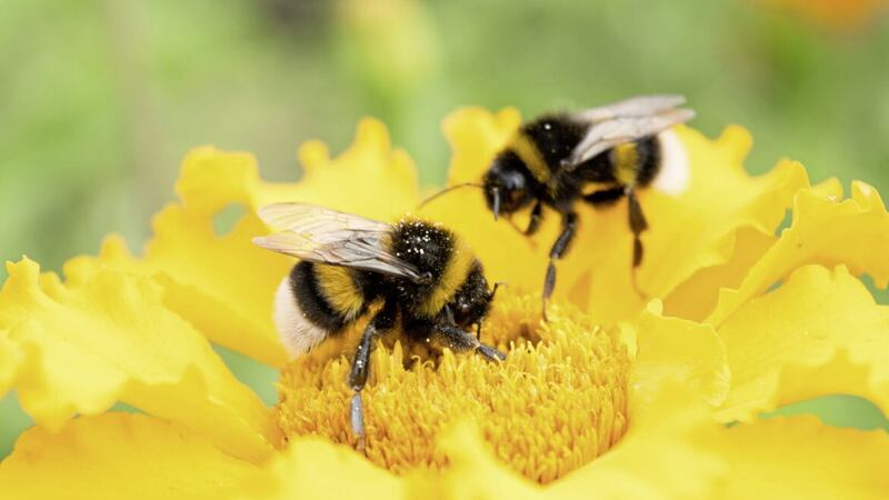 Bumblebees gathering pollen 