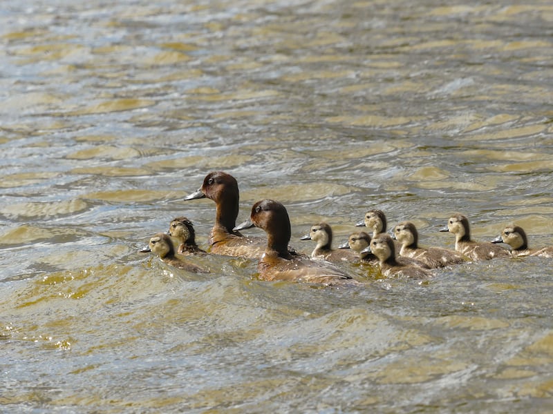 A total of 12 ducklings have been spotted on the lake in Madagascar (Durrell Madagascar/PA)