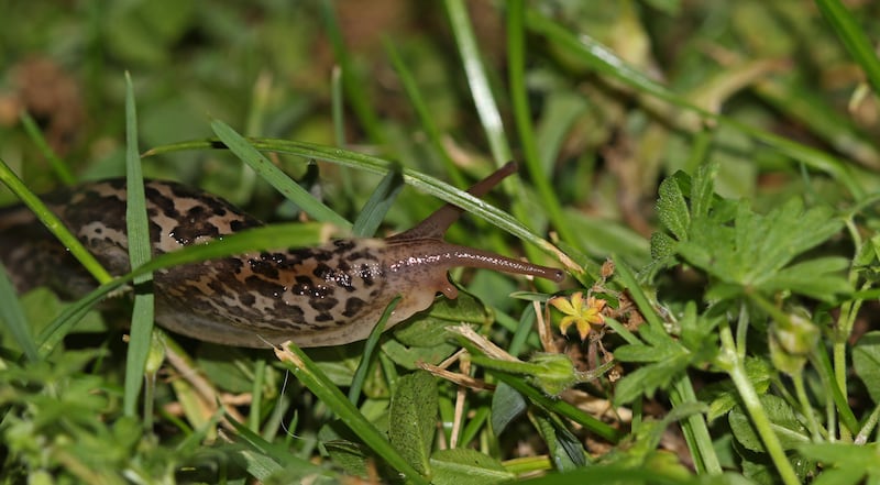 A leopard slug on grass