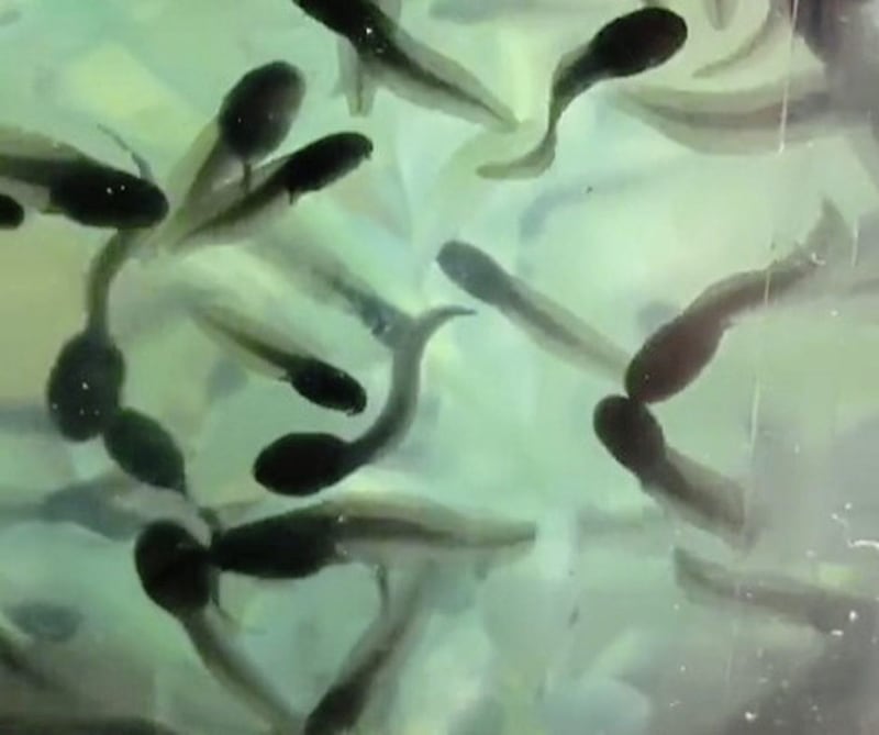 Hannah McSorley has taken a novel approach to fulfilling her lockdown time by growing thousands of tadpoles 