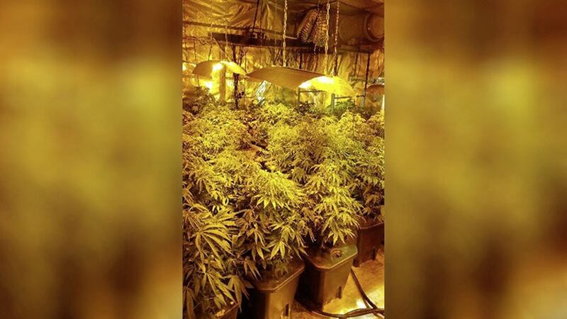 The cannabis farm in Comber, Co Down, discovered by police 
