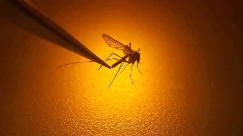 The agency said ways to control mosquito populations include eliminating standing water where mosquitoes breed and using eco-friendly larvicides (Rick Bowmer/AP)