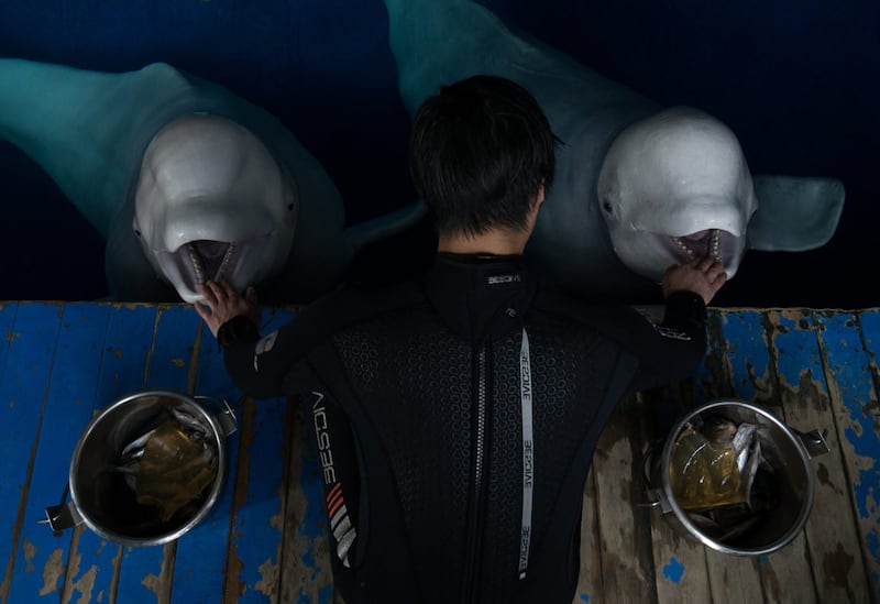 The two female beluga whales have been at the aquarium in Shangai since 2011 and may never be ready for a fully wild life, experts say (Aaron Chown/PA Wire
