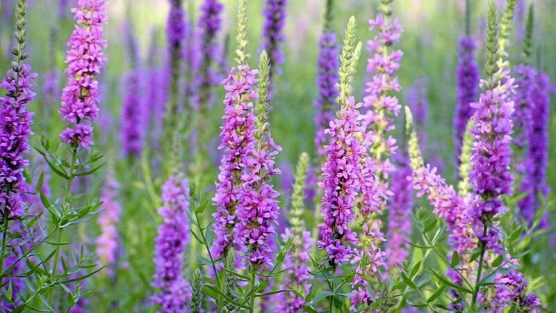 Purple Loosestrife or Lythrum salicaria, with its erect reddish-purple stems and long green leaves, provides a valuable source of nectar for many insects 