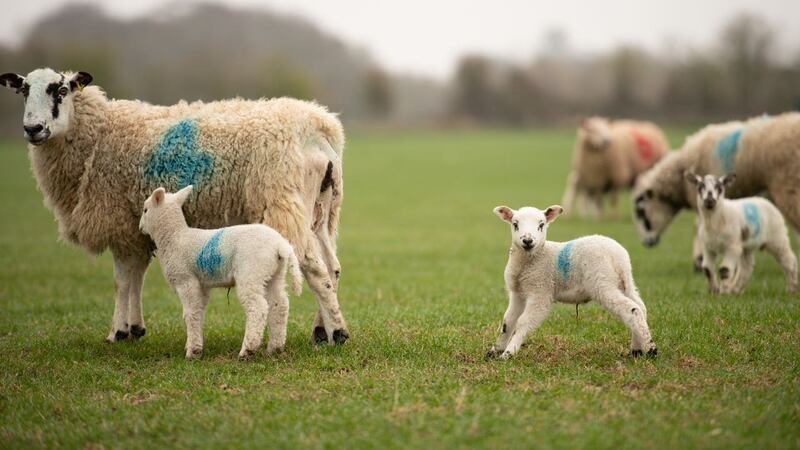 Newborn lambs in Warwickshire