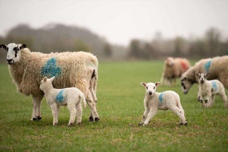 Newborn lambs in Warwickshire