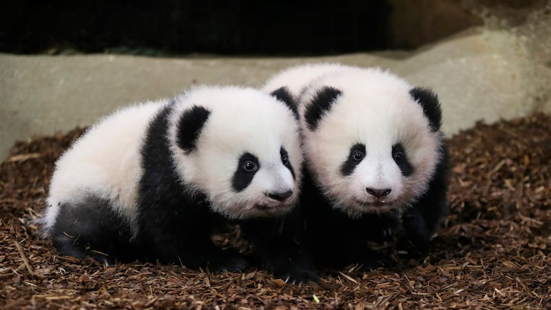 The female twins finally got moving at their home at Beauval Zoo near Paris.