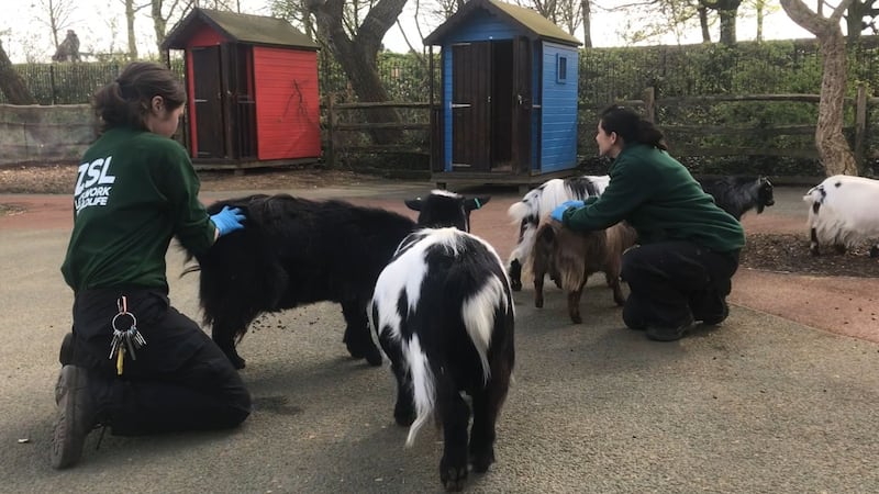 The goats at London Zoo are waiting at the gates every morning for visitors to arrive – but with the zoo closed, none are coming.