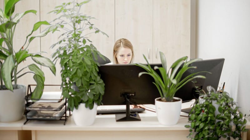 The range of plant sizes available means you&rsquo;ll find something to suit a desk or the floor beside it 