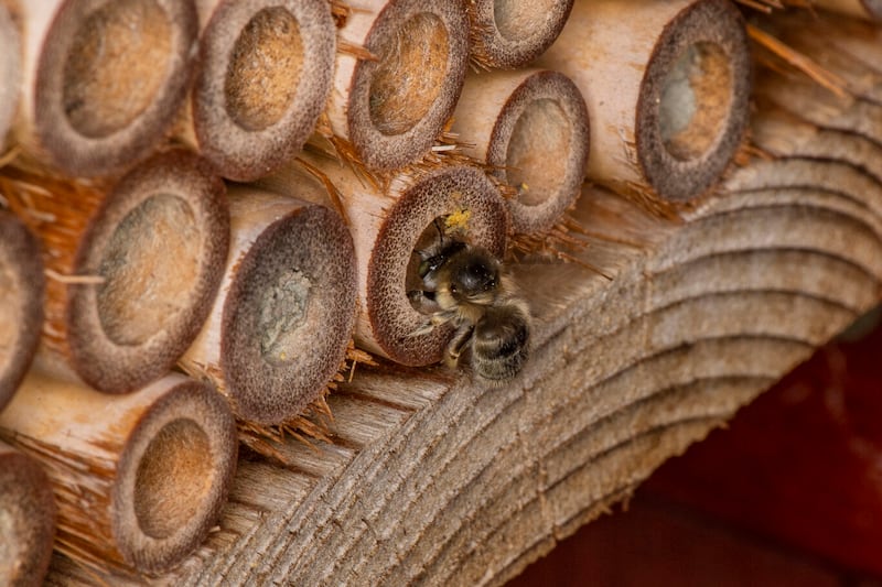 The report analysed data recorded for 228 species of bees (WWF)