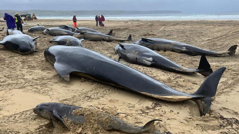 The whales stranded on the Isle of Lewis (Mairi Robertson-Carrey and Cristina McAvoy/BDMLR/PA)