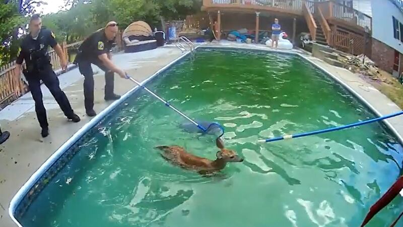 The fawns were eventually pulled from the water by police officers.