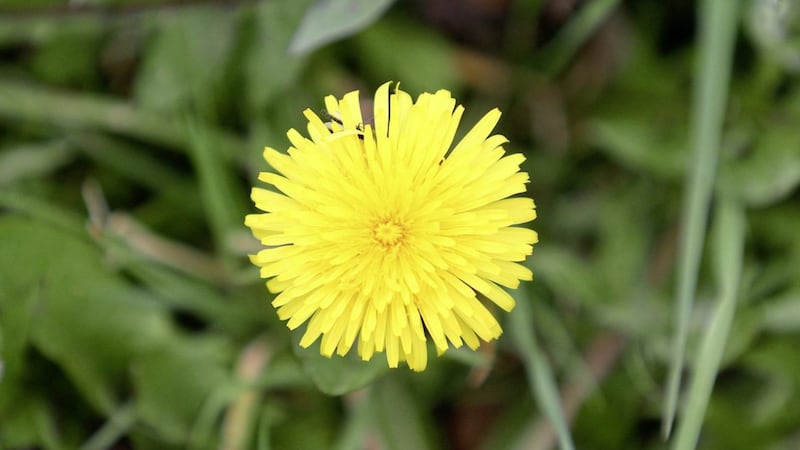 A dandelion flower is made up of 100 yellow florets Picture: Mal McCann 