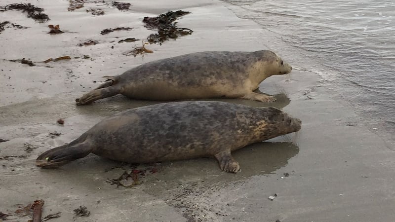 The pups were saved by Northern Ireland’s only seal sanctuary at the nearby Exploris Aquarium.