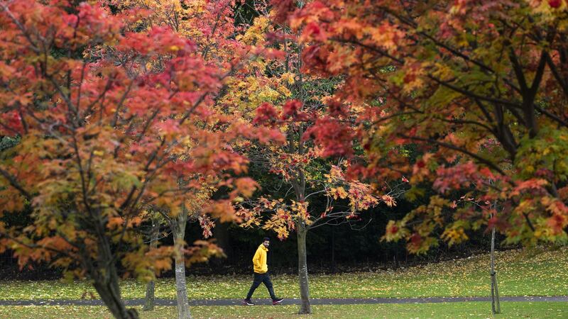 Nearly a third of people think seeing the trees turn colour is their favourite thing about the season, polling suggests.