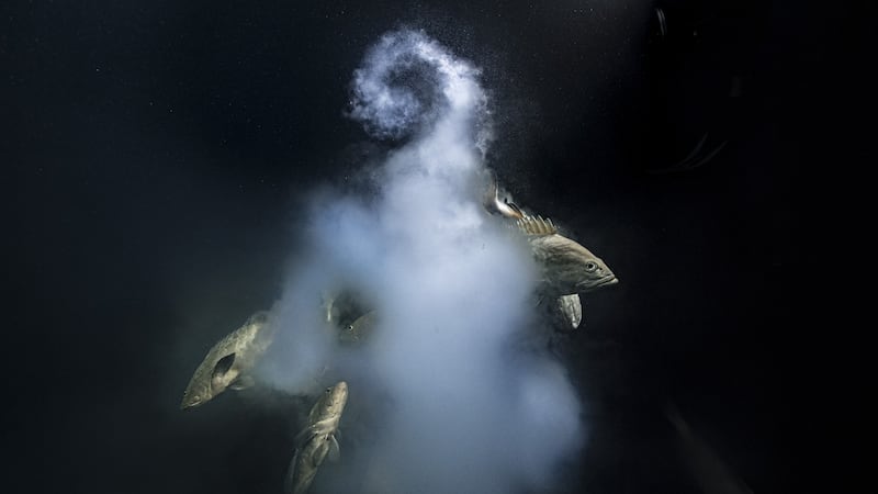 Laurent Ballesta has been praised for his underwater image of groupers.