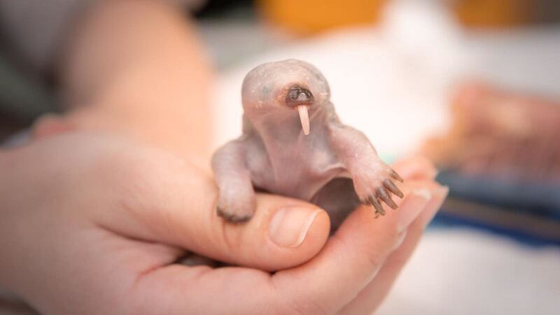 The baby echidna was brought into the late Steve Irwin’s Australia Zoo Wildlife Hospital.