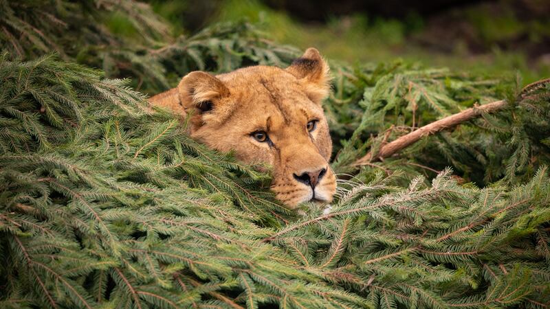 As part of the animal’s new year enrichment programme, the Safari’s animals receive old Christmas trees to eat or play with.