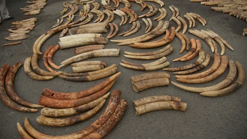 The analysis was used to identify tusks of elephants that were close relatives – parents and offspring, full siblings and half-siblings. 