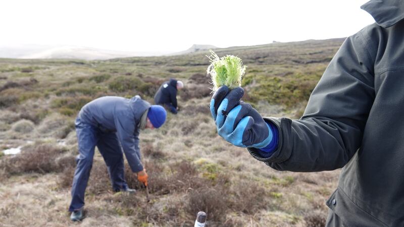 Sphagnum moss plugs are being planted to help restore peatland on Kinder Scout