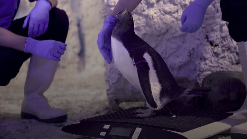 A London aquarium has decided that its four-month-old Gentoo penguin chick will not be characterised as male or female.