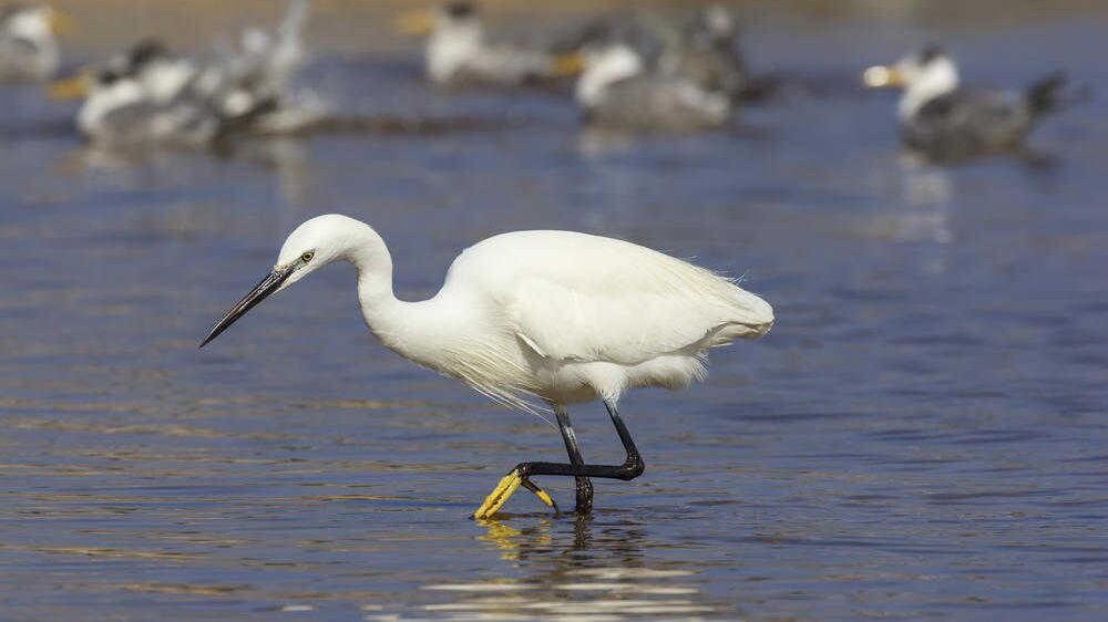 A little egret hunting for a meal in an estuary environment