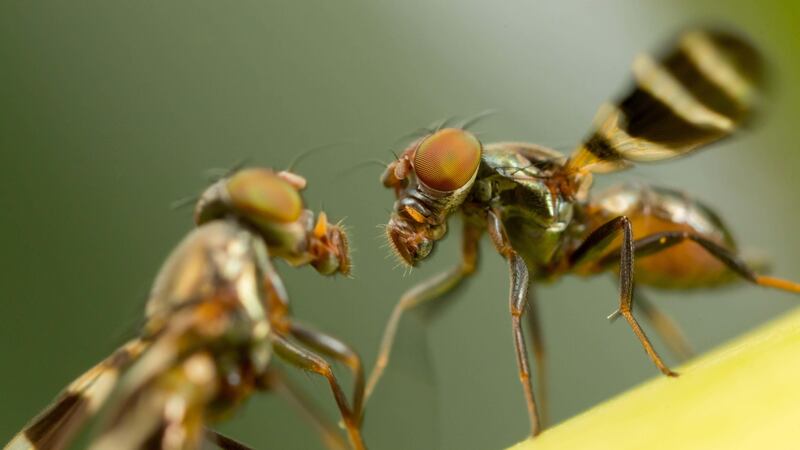 Researchers have found that found that fruit flies continue to engage in courtship and mating, regardless of infection.