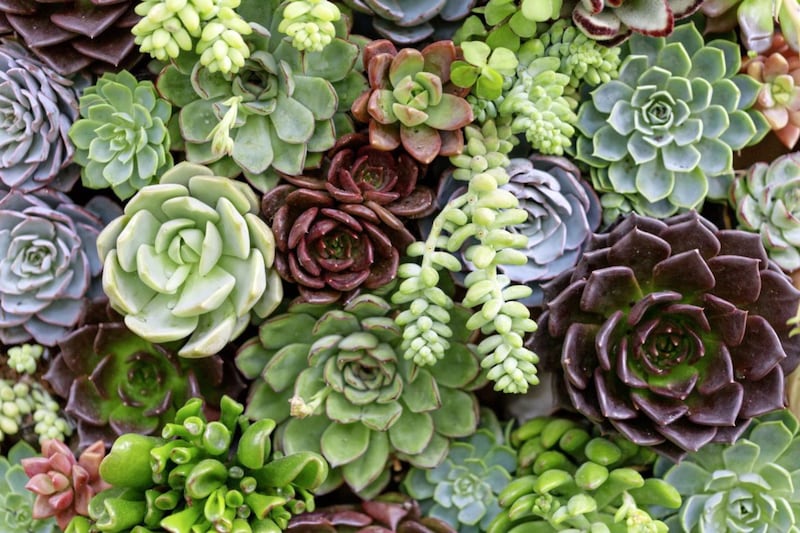 Succulents prefer rain water to tap water - but in moderation