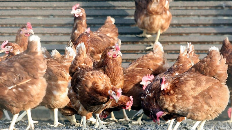 Scientists said the development could help protect rare breeds of chicken.