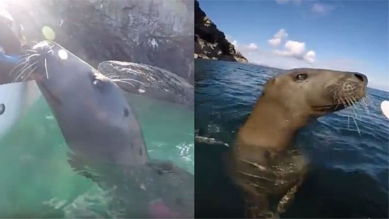 This kayaker encountered a very unexpected guest.