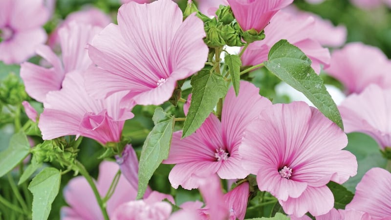 The Lavatera&#39;s flowers appeal to our human sensibilities but also find favour with bees and other beneficial insects 
