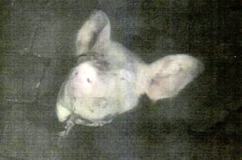 A pig&#39;s head placed at the home of a Quinn Industrial Holdings director in December 2015 