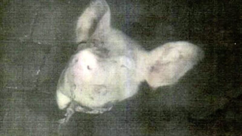 A pig&#39;s head placed at the home of a Quinn Industrial Holdings director in December 2015 
